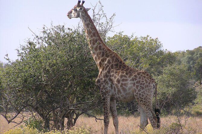 Full-Day Safari in Maputo National Park - Who Will Love This Safari?