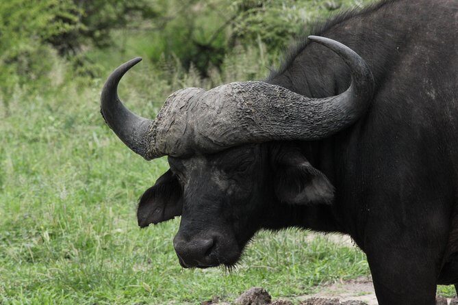 Full Day Safari in the Kruger National Park from Hazyview - Why This Tour Is a Great Choice