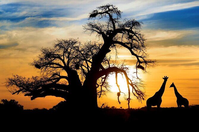 Full Day Safari to Mikumi National Park from Zanzibar with Lunch - The Sum Up
