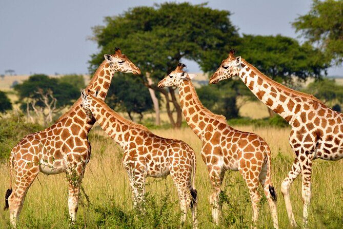 Full-Day Safari to Tala Game Reserve, Phezulu Safari Park and Natal from Durban - The Practical Details