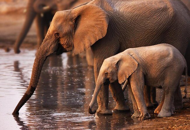 Full Day Safari Tour In Addo Elephant National Park - Who Will Appreciate This Tour?