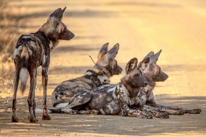 Full Day Safari Tour in Hluhluwe Imfolozi Park - The Guided Experience: Why It Matters