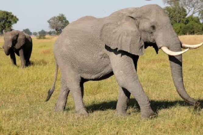 Full Day Safari Tour of Pilanesberg National Park, Open Jeep experience - Who Is This Tour Best For?
