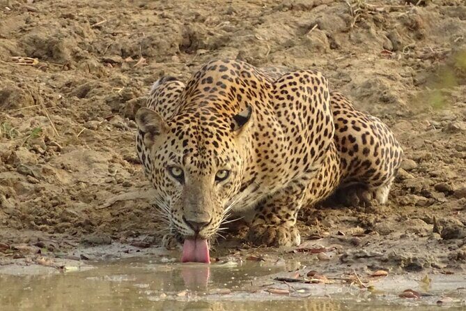 Full day Safari - Yala National Park - 04.30 am to 06.00 pm with - Janaka safari - A Detailed Look at the Itinerary