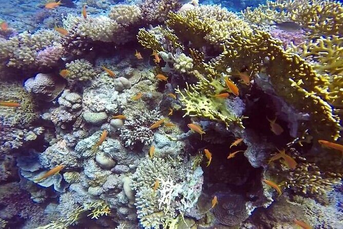 Full-Day Scuba Diving Tour in Hurghada with Lunch & Pick-Up - Additional Costs & Considerations