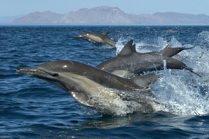 Full-Day Sea Trip with Dolphins and Snorkeling in Red Sea - The Itinerary in Detail