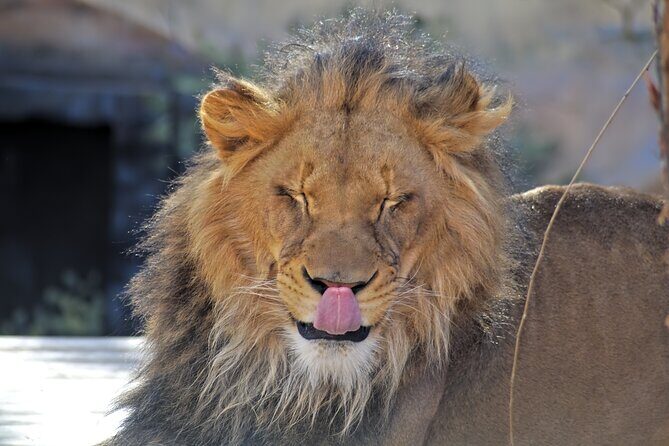 Full-Day Serengeti Tour from Mwanza - What You Can Expect at Each Stop