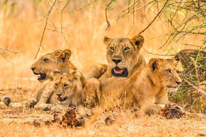 Full Day Shared Akagera Safari Tour with Lunch and Coffee - Key Points