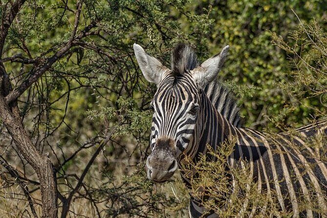 Full-Day Shared Kruger National Park Safari from Hoedspruit - The Sum Up