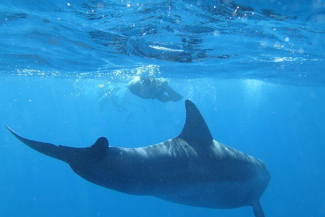 Full-Day Snorkeling with Dolphins in Hurghada with Lunch - The Itinerary: What to Expect
