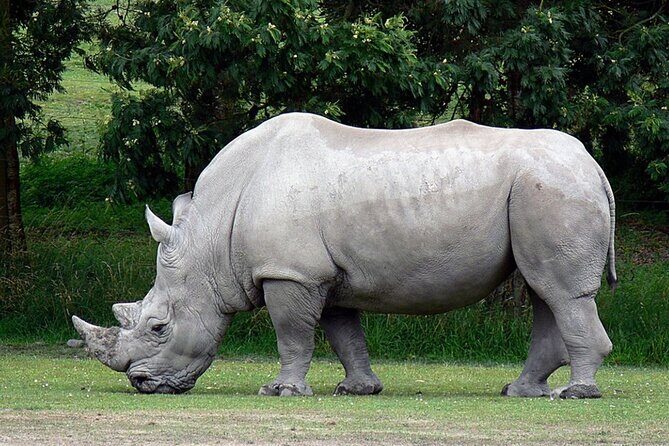 Full Day -Tala Game Reserve, Natal Lion Park, Phezulu From Durban - Analyzing the Value