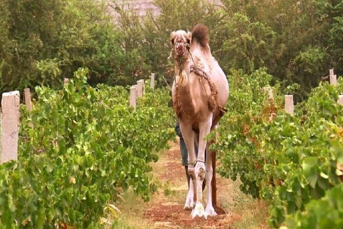 Full Day Tour of Casablanca with Lunch and Moroccan Wine - The Sum Up