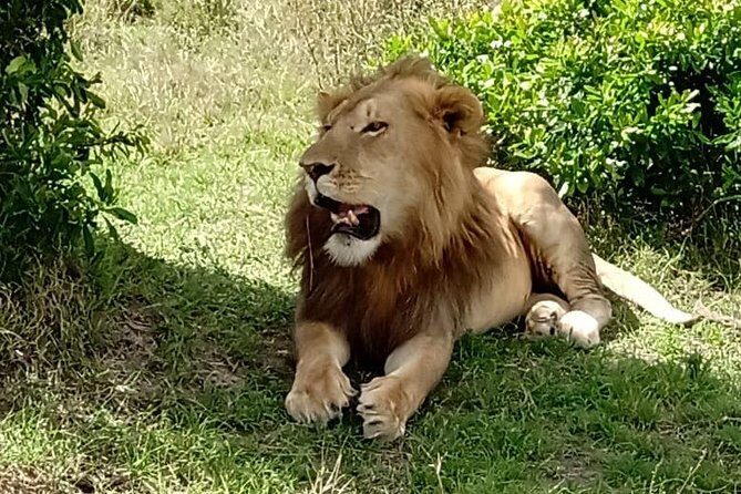 Full Day Tour to Amboseli National Park - Why This Tour Works Well