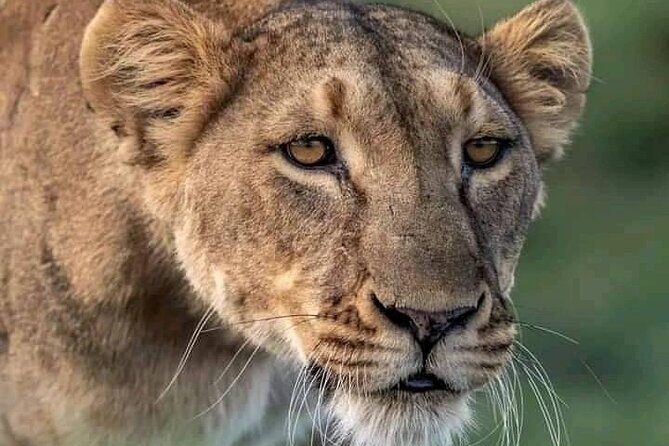 Full Day Tour to Chobe National Park and Botswana - What Travelers Love About This Tour