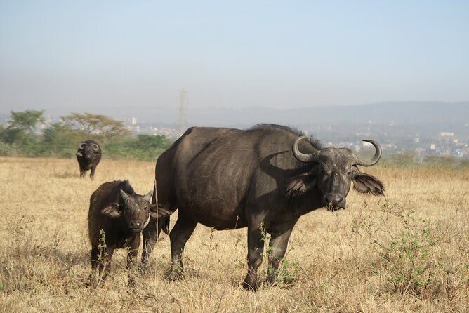 Full Day tour to Lake Nakuru National Park From Nairobi - What Are the Main Highlights?