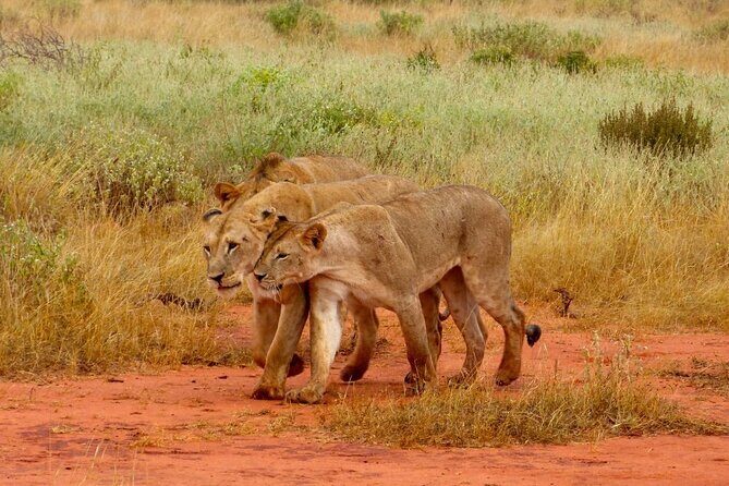 Full Day tour to Tsavo East National Park from Mombasa - An In-Depth Look at the Tsavo East Safari Experience