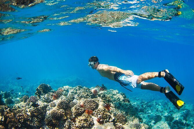 Full day Trip Abu Dabbab Snorkel with Turtles & Lunch - Hurghada - Practical Details and Considerations