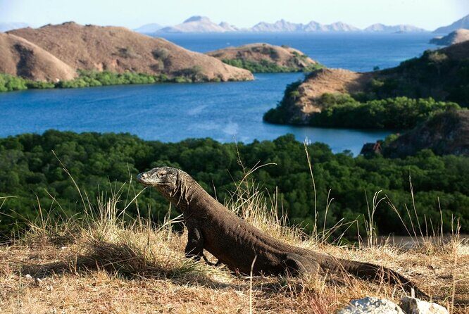Full Day Trip to Explore 6 Destinations in Labuan Bajo and Komodo - What You’ll Experience: A Deep Dive into the Itinerary