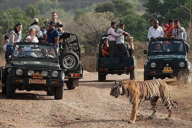 Full-Day Trip to Ranthambore National Park from Jaipur - Practical Details and Value