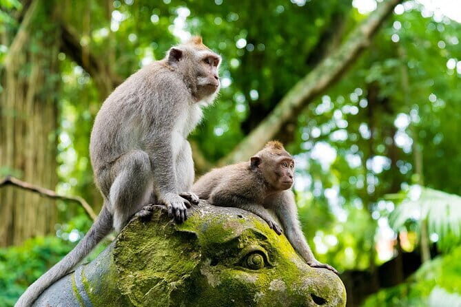 Full Day Ubud trip ATV Monkey Forest Tegalalang Rice Terrace - What’s Included and What’s Not