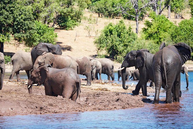 Full Day Zambezi National Park Golden Safari - Key Points