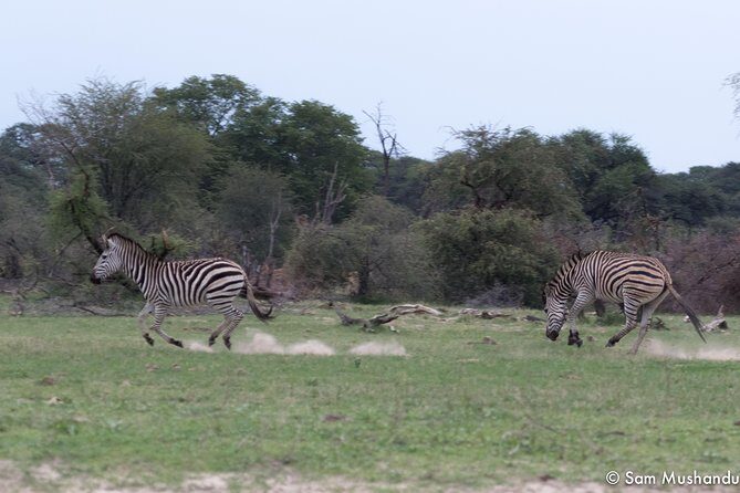 Full-Day Zimbabwe Zambezi National Park Safari & Lunch - What Travelers Can Expect from This Safari