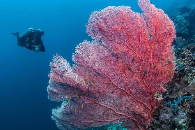 Fun Boat Dive for certified diver - The Diving Experience from the Guides’ Perspective