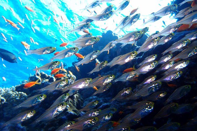 Fun Dives For Certified Divers - Authentic Experiences from Traveler Reviews