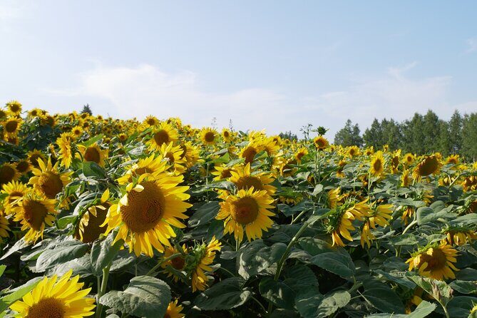 Furano Biei Tour Sapporo DEP: English Speaking Driver, No Guide - Flower Land Kamifurano: Blossoms Across Seasons