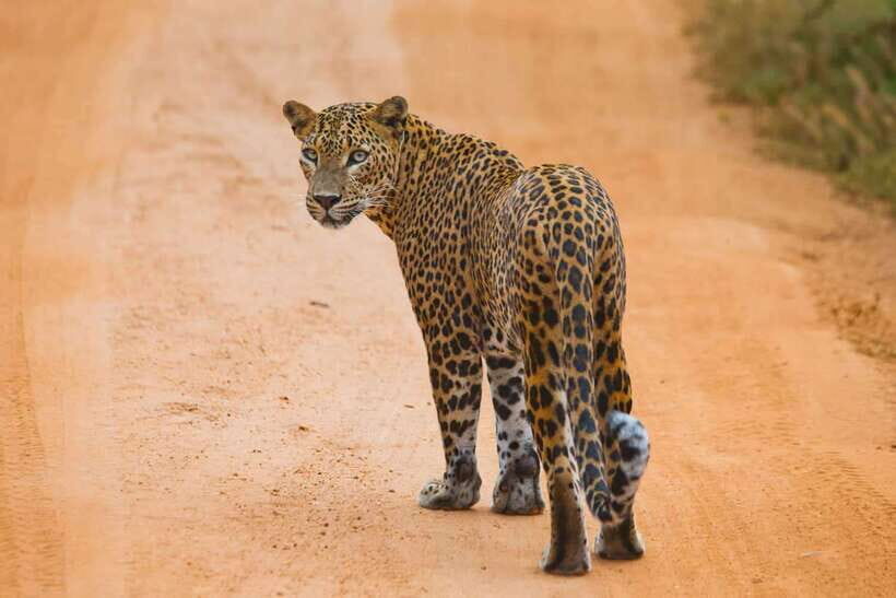 Galle/Hikkaduwa/Bentota/Kosgoda: Yala National Park Safari - Detailed Breakdown of the Itinerary