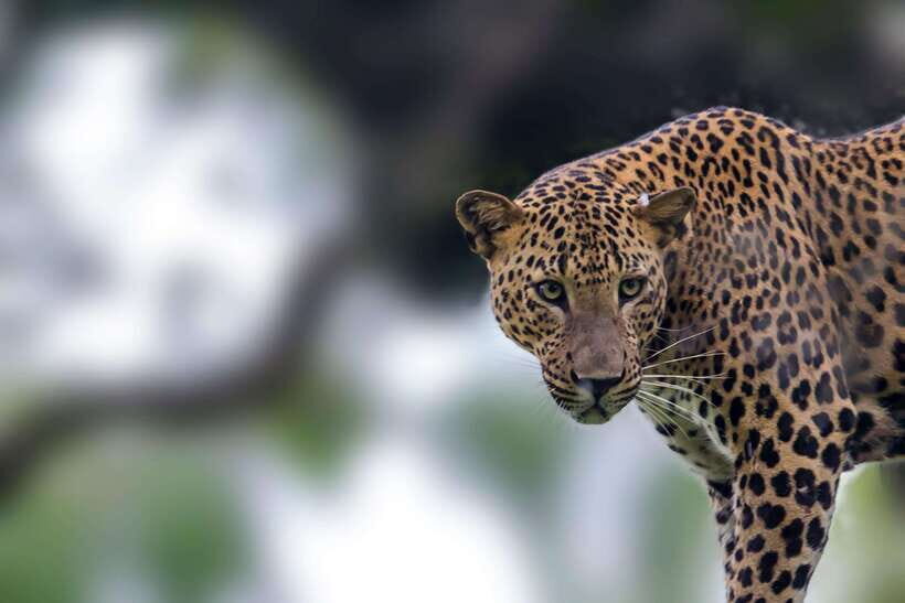 Galle/Mirissa/Tangalle: Transfer to Ella & Yala Safari - The Journey: From Galle or Mirissa to the Wilds of Yala
