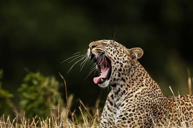 Galle/Mirissa/Tangalle: Transfer to Ella & Yala/Udawalawa Safari - The Full Experience in Detail