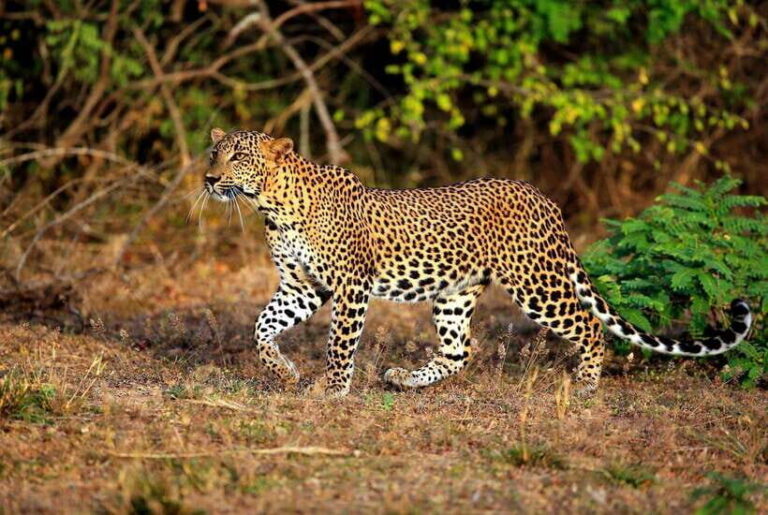 Galle or Mirissa: Private Yala Safari with Lunch at Campsite - A Closer Look at the Experience