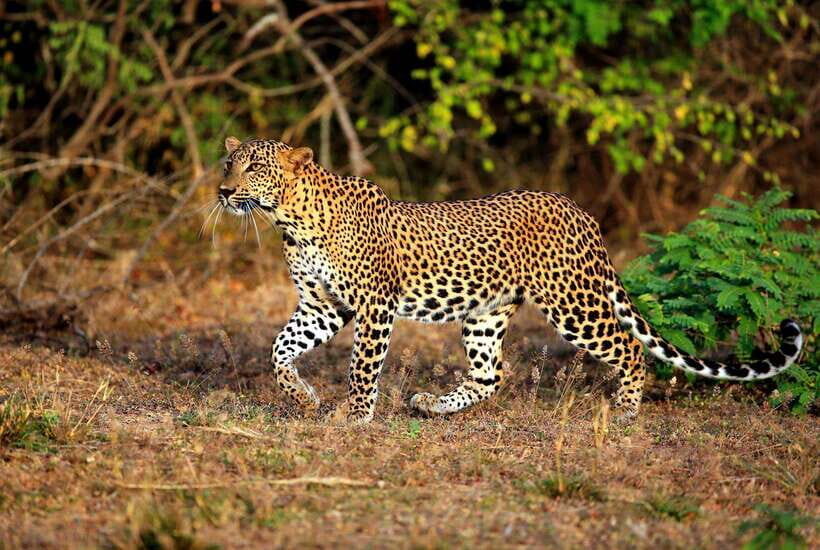 Galle or Mirissa: Private Yala Safari with Lunch at Campsite - A Closer Look at the Experience