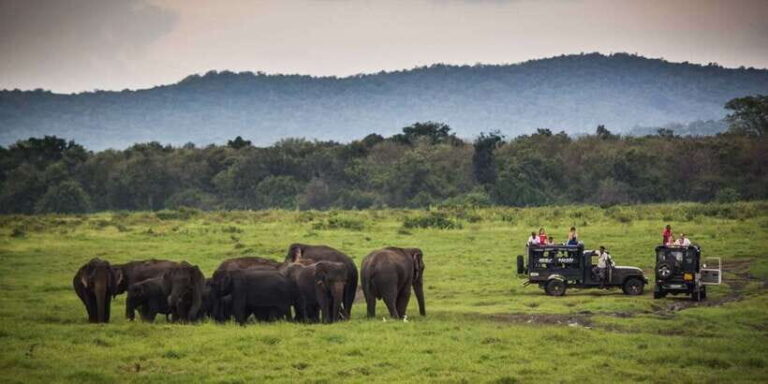 Galle/Unawatuna/Mirissa: Udawalawe Safari - The Experience on the Ground