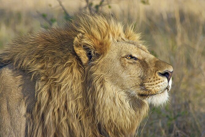 Gambia to Senegal Tour with Ferry Crossing and Safari Park - Who Should Consider This Tour?