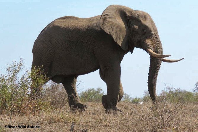 Game Drive (AM / PM) - Zambezi National Park - River Wild Safaris - Wildlife & Birding Potential