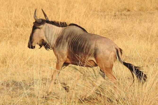 Game Drive and Rhino Viewing Safari - An In-Depth Look at the Safari Experience