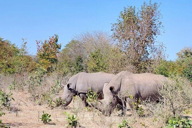 Game Drive And Rhino Walk - Exploring Mosi Oa Tunya National Park