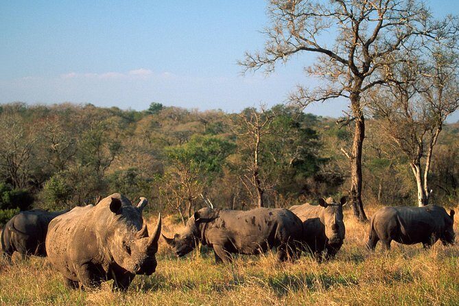 Game Drive And Rhino Walk - Environmental and Ethical Considerations