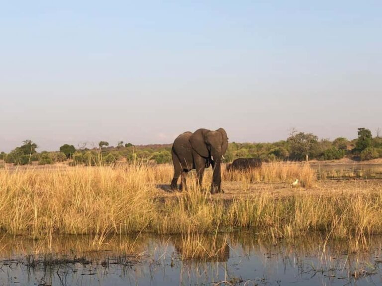 Game Drive And Rhino Walk Safari - The Practicalities: What’s Included and What to Know