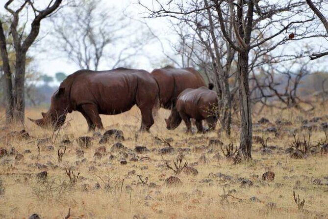 Game Drive and Rhino Walk - Practical Details and Tips