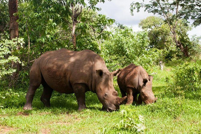 Game Drive and White Rhino Walking Safari in Livingstone - Who Will Love This Tour?