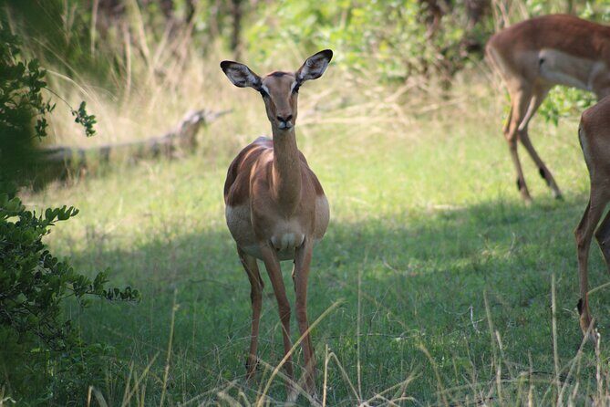 Game Drive in the Mosi Oa Tunya National Park