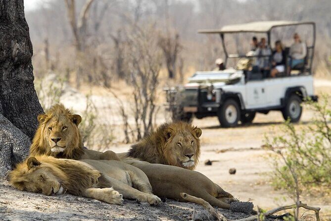 Game drive in Victoria Falls National Park - Why This Safari Is Worth It