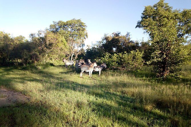 Game Drive into the Musi Otunya National Park - Authentic Experiences from Past Travelers