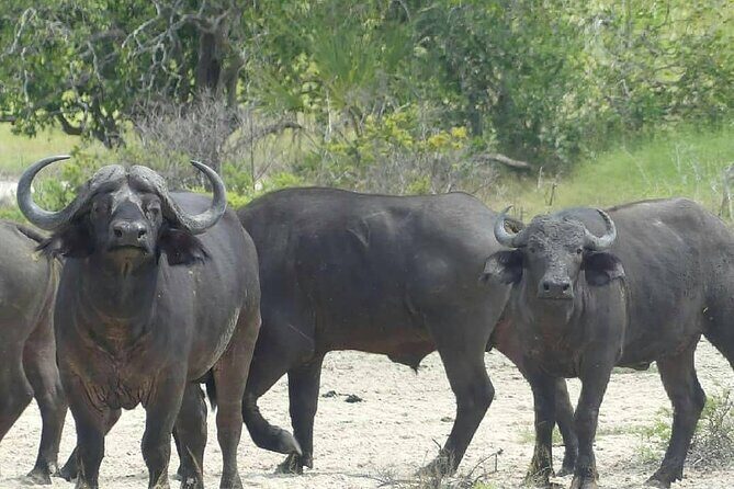 Game Drive Morning & Afternoon - Who Will Love This Tour?