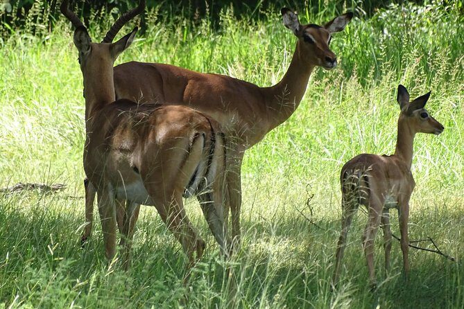 Game Drive & Rhino Safari Experience - MINIMUM 2 PEOPLE
