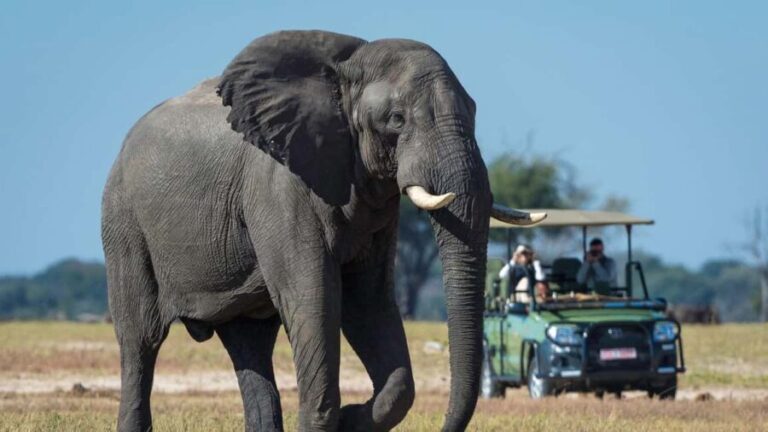 Game Drive Safari Victoria Falls - Who This Tour Is Best For