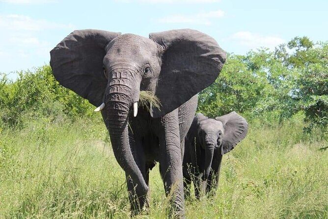 Game drive/White Rhino tracking - Who Should Consider This Tour?